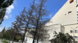 В мэрии Омска объяснили массовую гибель деревьев у музыкального театра