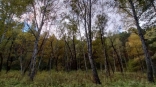 В Омской области продолжают искать мужчину, чьи машину и телефон нашли в лесу