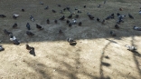 В Омске ищут причину массовой гибели голубей у Старозагородной рощи