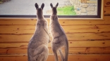 Омские кенгуру-подростки Юнона и Авось продемонстрировали взрослые чувства
