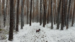 Озвучены сроки первого снегопада в Омской области