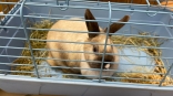 Кролик Снежа ушла из дома в омский приют из-за недостатка заботы