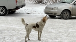В Омской области собака напала на ребенка