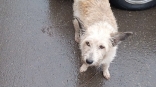 Грустная собака Герда из омского поселка преобразилась и стала счастливой в Нижнем Новгороде