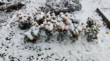 На Омскую область обрушится мощный снегопад
