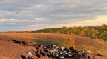 Омский фермер заявил и пропаже тракторов и огромного стада коров