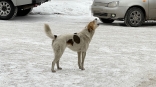 В омском муниципальном приюте для животных озаботились судьбой щенка с аномалией
