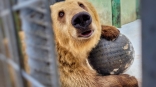 Омского юного медвежонка-шалуна не могут уложить спать: он хочет играть