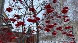 В Омской области прогнозируют аномальное для ноября тепло