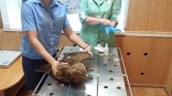 В Омской области обнаружили краснокнижного хищника со страшной раной