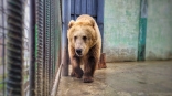 Омский медведь-балагур Макар доверился инстинктам и не прогадал