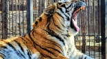 На пути у любви и страсти омских тигров Графа и Азы возникла преграда