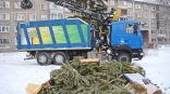 Омичи могут оставить новогодние ели для переработки на мусорных площадках