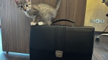 В Омске котенок из мусорного бака получил имя и «работу» из-за особой приметы