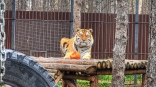 Беззаботная жизнь омского тигра Шамана может прерваться появлением невесты
