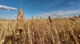Омская область стала лидером по пшенице 3-го класса в СФО