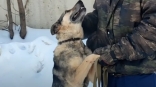 В Омске собаку Боню выбросили при переезде вместе с хламом