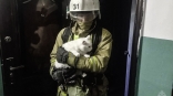 В горящей пустой квартире в Омске осталась кошка Белоснежка
