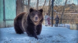 В наступившие морозы омские медведи предпочли остаться под одеялом