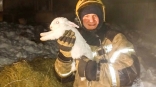 Омские пожарные спасли запертых в клетках напуганных кроликов