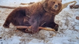 Медведи-супруги Леха и Валя после пробуждения от зимней спячки захотели завтрак в постель