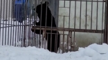 В Омской области проснулся первый медведь и повел себя очень неожиданно