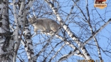 В Омской области засняли забравшегося на дерево дикого хищника