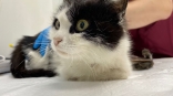Омская кошка Аделла лишилась гниющей лапки в опарышах, но нашла дом и не считает себя инвалидом