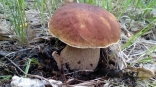 Названы места в Омской области, где жители собирают первые грибы