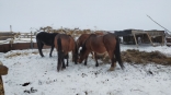 Власти раскрыли причину гибели 11 лошадей, чьи трупы нашли в Омской области