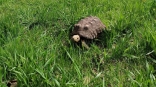 Омская черепаха Петруша ломает стереотипы бодрыми прогулками