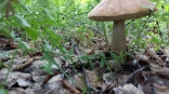 На фоне запрета на посещение лесов омичи начали собирать грибы в парках