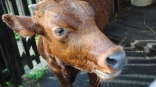В затопленной паводком омской деревне корова в отсутствие хозяев принесла двойню