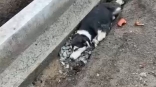 Омички попытались спасти травмированного щенка от закатывания в асфальт