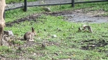 В Омской области дикий заяц «зайцем» проник в чужой дом ради зрелищ и еды