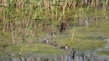В омской «Птичьей гавани» утка вывела утят поужинать