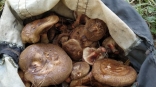 Омские грибники поспорили из-за сбора вкусных, но коварных грибов