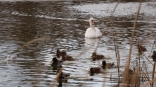 В омском Минприроды развенчали угрозу для лебедей на осенних водоемах