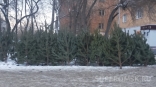 Новогодние сосны в Омской области станут дороже
