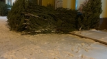 В Омской области получателям крупных партий елей выдали предостережения