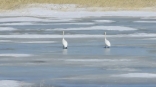 Первые вестники весны: в Омский регион вернулись лебеди