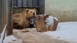 Омские медведи проснулись в полярно разном состоянии
