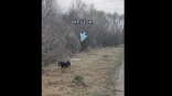 В Омске спасают пса, брошенного в завязанном мешке на обочине дороги