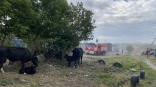 К омским бродячим собакам присоединился скот