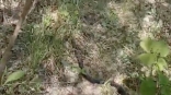 После рогатой щуки на омском севере на видео засняли гигантскую змею