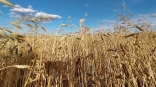 Омским аграриям посчитали прибыль с ростом урожая и цен на еду
