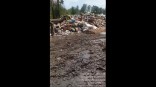 Водитель мусоровоза пожаловался на забитую до краев свалку омского севера
