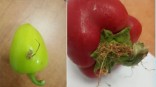 Высасывает все живое: в перце для Омска нашли червеобразный сорняк