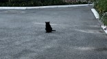 Кошка напала на омичку с ребенком в Амуре