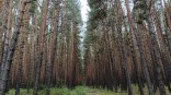 Какой будет погода в Омске в последние пару недель?